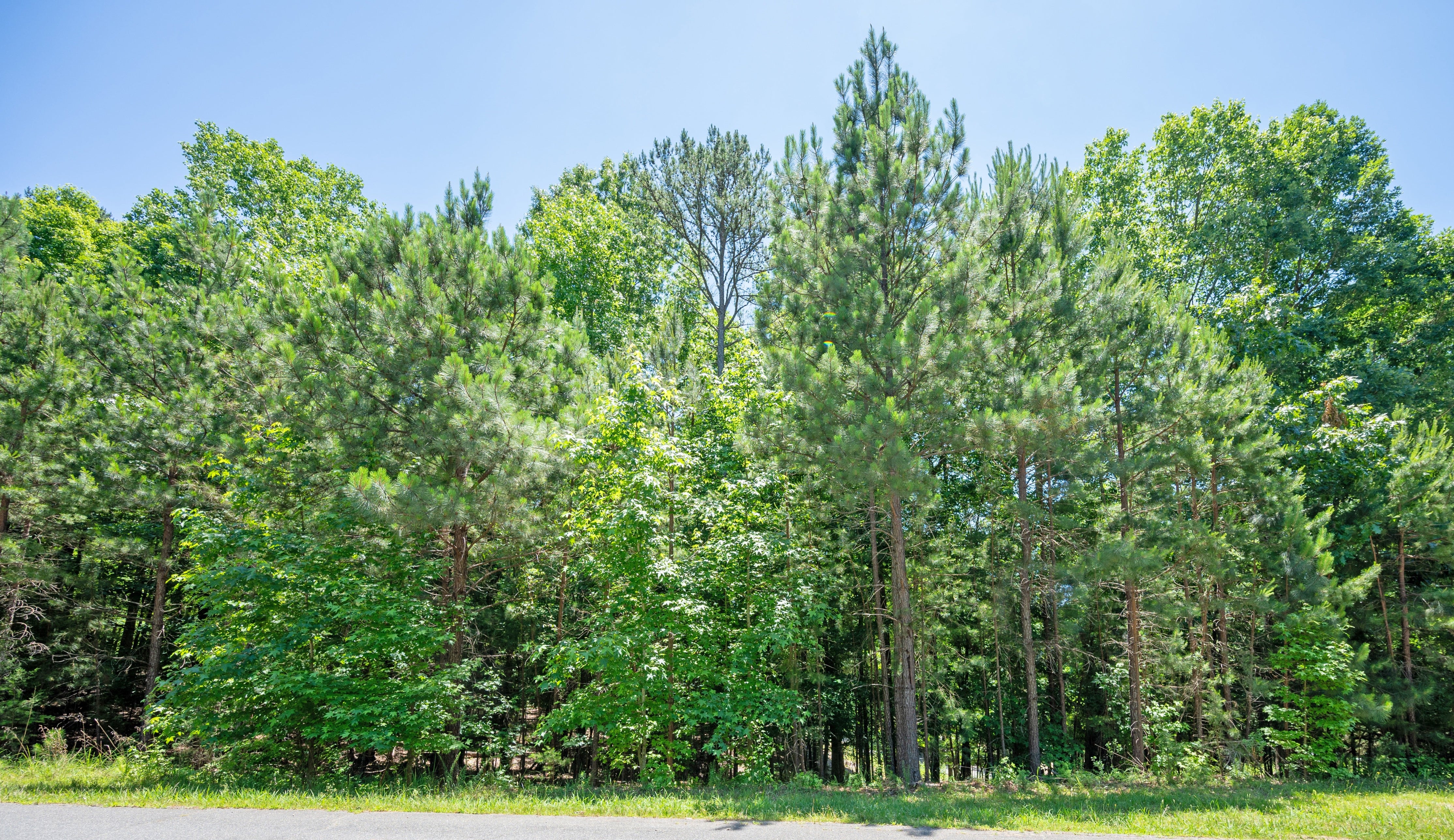 Wooded lot with mature pine and deciduous trees under clear blue sky