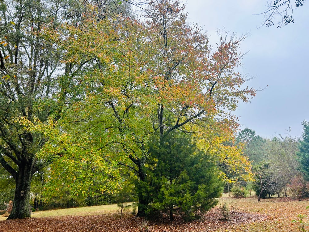 Weddington, NC 1.0792 Lot for Sale