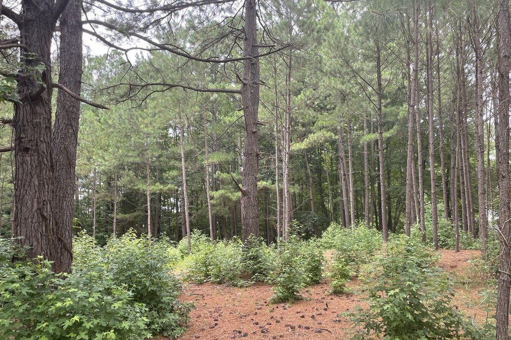 Palos Verde Lot. 5br New Home in Mooresville, NC