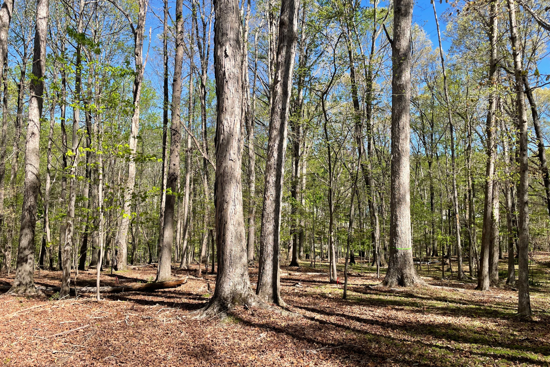 Wooded lot with tall mature trees, leaf-covered ground, and early spring foliage under blue sky