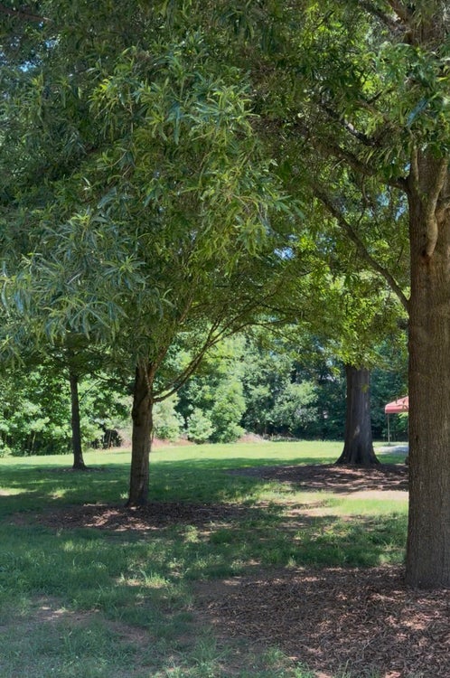 Grassy yard with mature shade trees and mulched ground cover on a sunny day