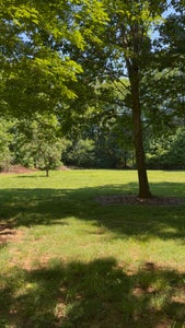 Open grassy yard with mature shade trees and wooded tree line in the background