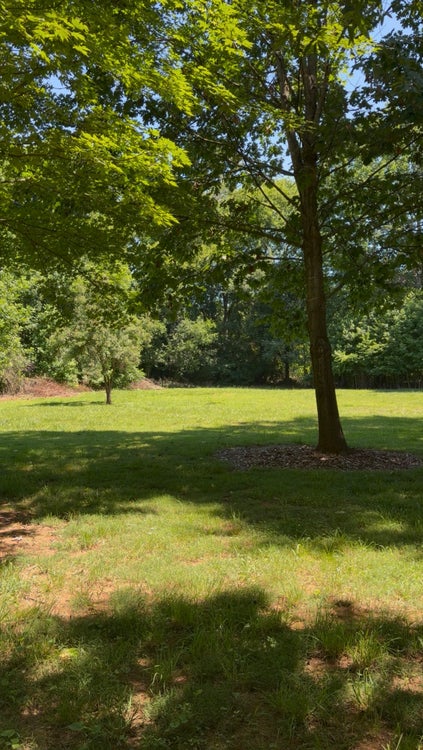Open grassy yard with mature shade trees and wooded tree line in the background