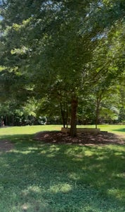 Large shade tree with mulched base and bench on green lawn