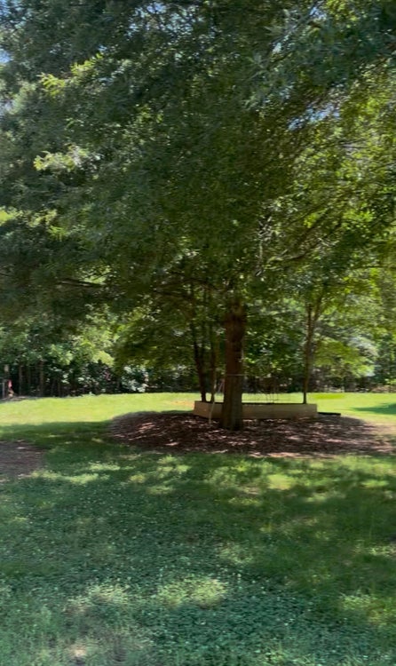 Large shade tree with mulched base and bench on green lawn