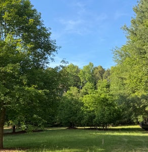 Wooded lot with open grassy area surrounded by mature trees under a clear blue sky