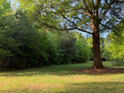 Grassy lot with large mature oak tree and wooded tree line in the background