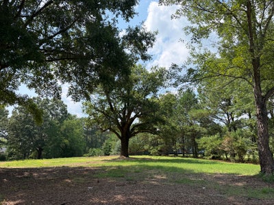 Open residential lot with mature oak trees, green grass, and wooded surroundings on a sunny day