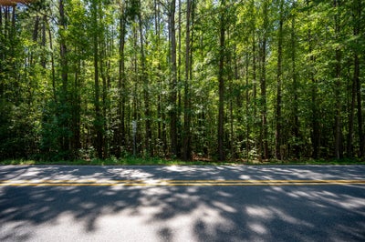 Two-lane road with double yellow center lines bordered by dense green wooded lot